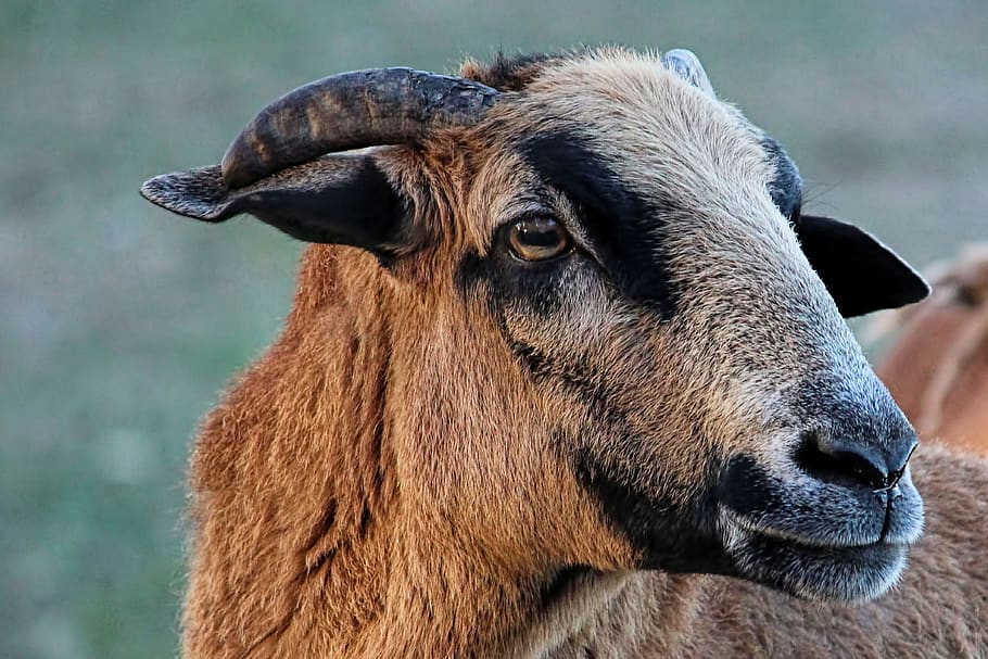 sheep, cameroon sheep, bock, animal, brown, livestock, horns, HD wallpaper