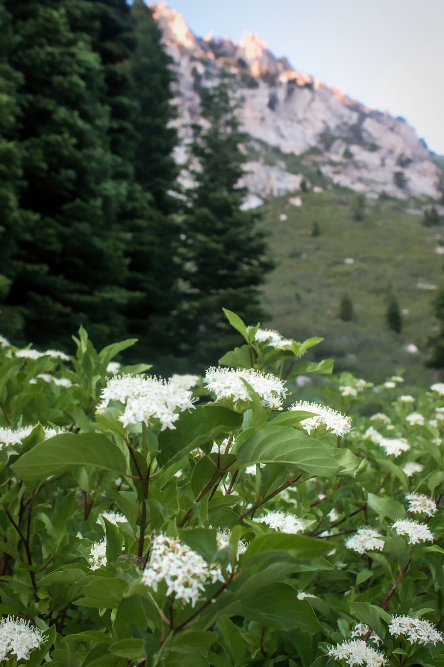 white, wildflowers, highway 108, california sierra nevada mountains, HD wallpaper