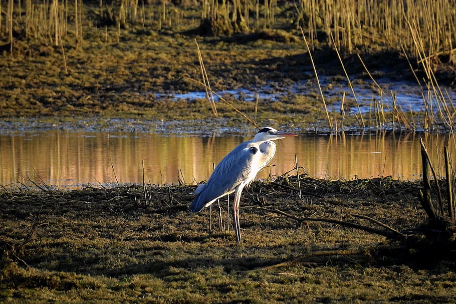 heron, bird, joints, landscape, vertebrate, one animal, animal themes HD wallpaper