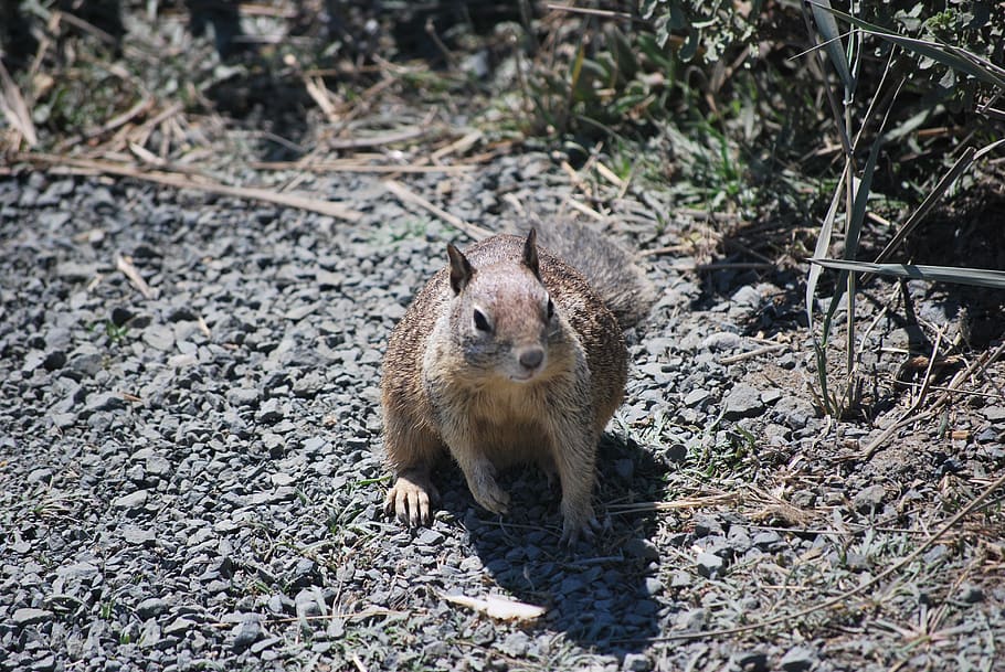 squirrel, nature, animals, cute, rodent, sweet, mammal, forest HD wallpaper