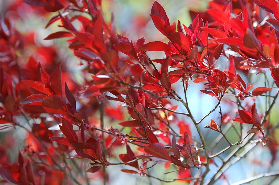 fall, autumn, tree, leaves, colorful, red, maple, plant part HD wallpaper