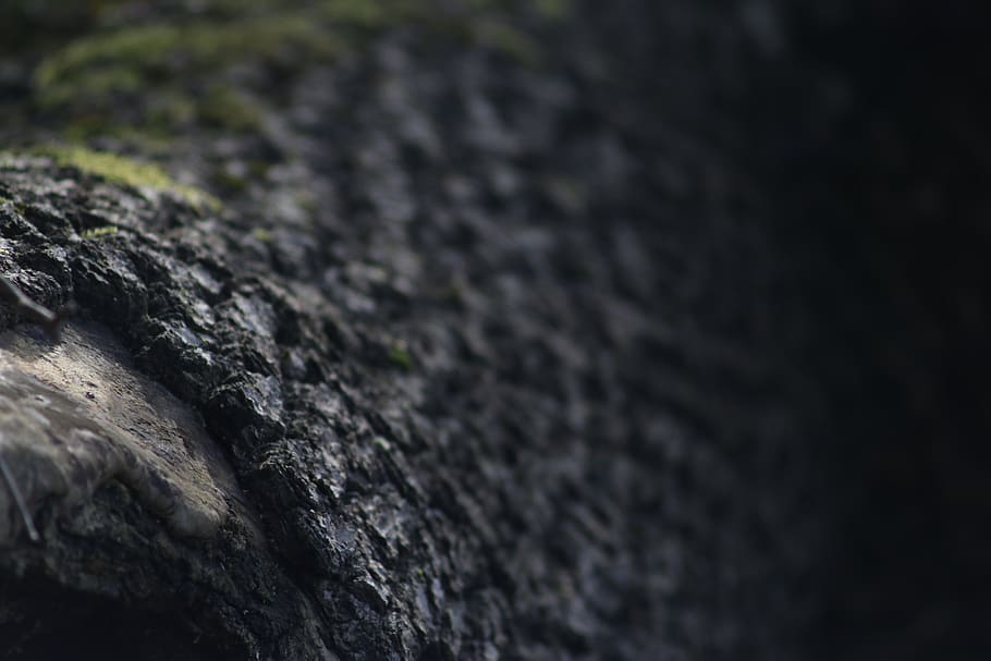 tree, forest, dark, bark, wood, nature, black, wild, selective focus HD wallpaper