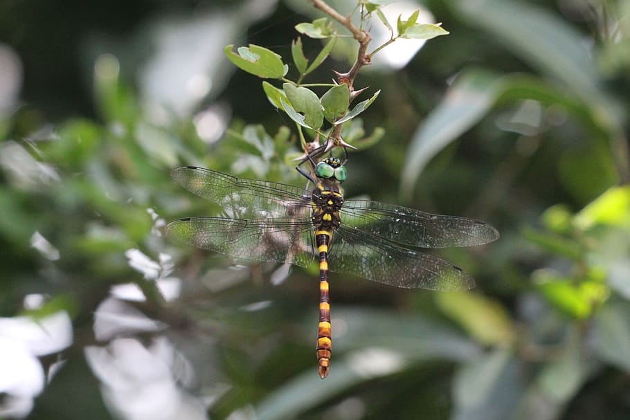 dragonfly, branch, wings, insect, plant, invertebrate, animal themes HD wallpaper