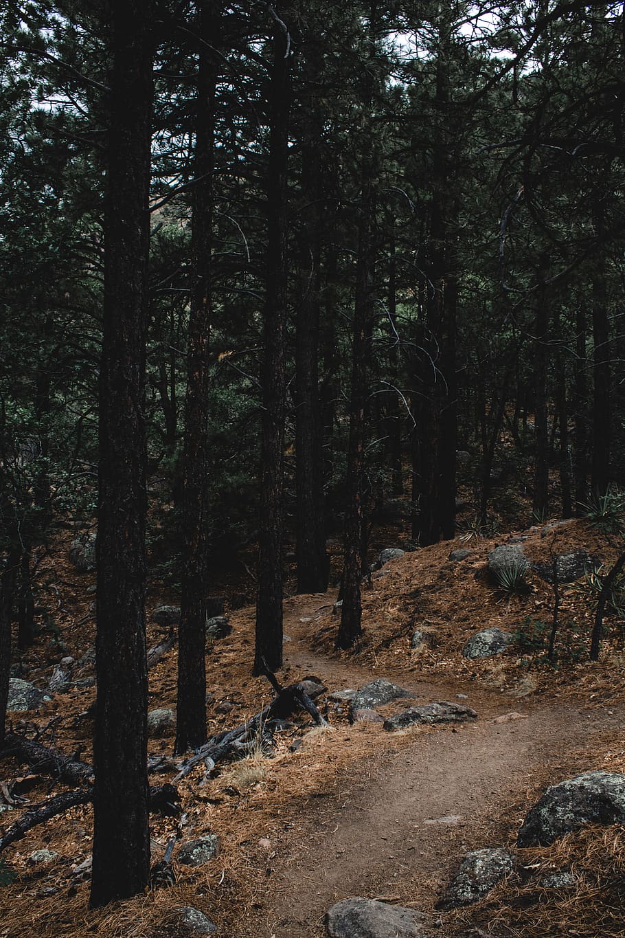 desired pathway surrounded by trees, forest, nature, united states HD wallpaper
