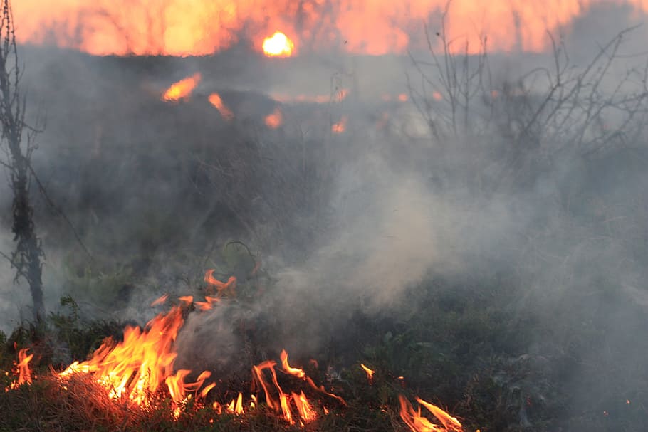 fire, hot, jungle, forest, wild, nature, burning, fire - natural phenomenon HD wallpaper
