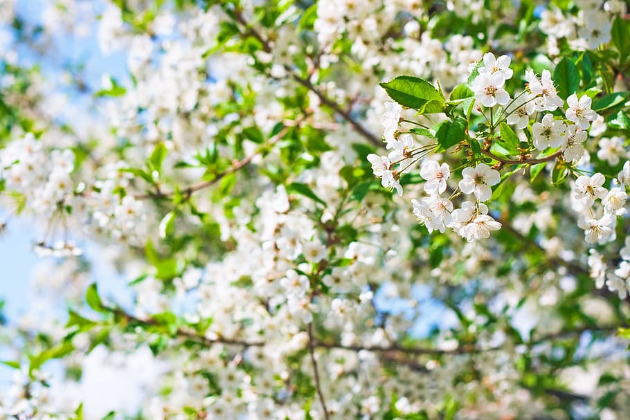 beautiful, blossom, bright, bunch, closeup, detail, flora, floral HD wallpaper