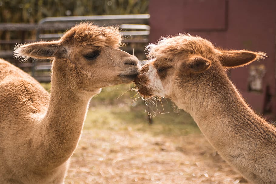brown camels, mammal, animal themes, group of animals, livestock HD wallpaper