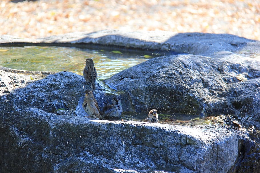 sparrows, swim, bird, sperling, bad, animal, animal wildlife HD wallpaper