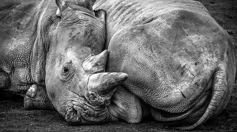 rhino, africa, pachyderm, animal, black and white, horn, wild, HD wallpaper