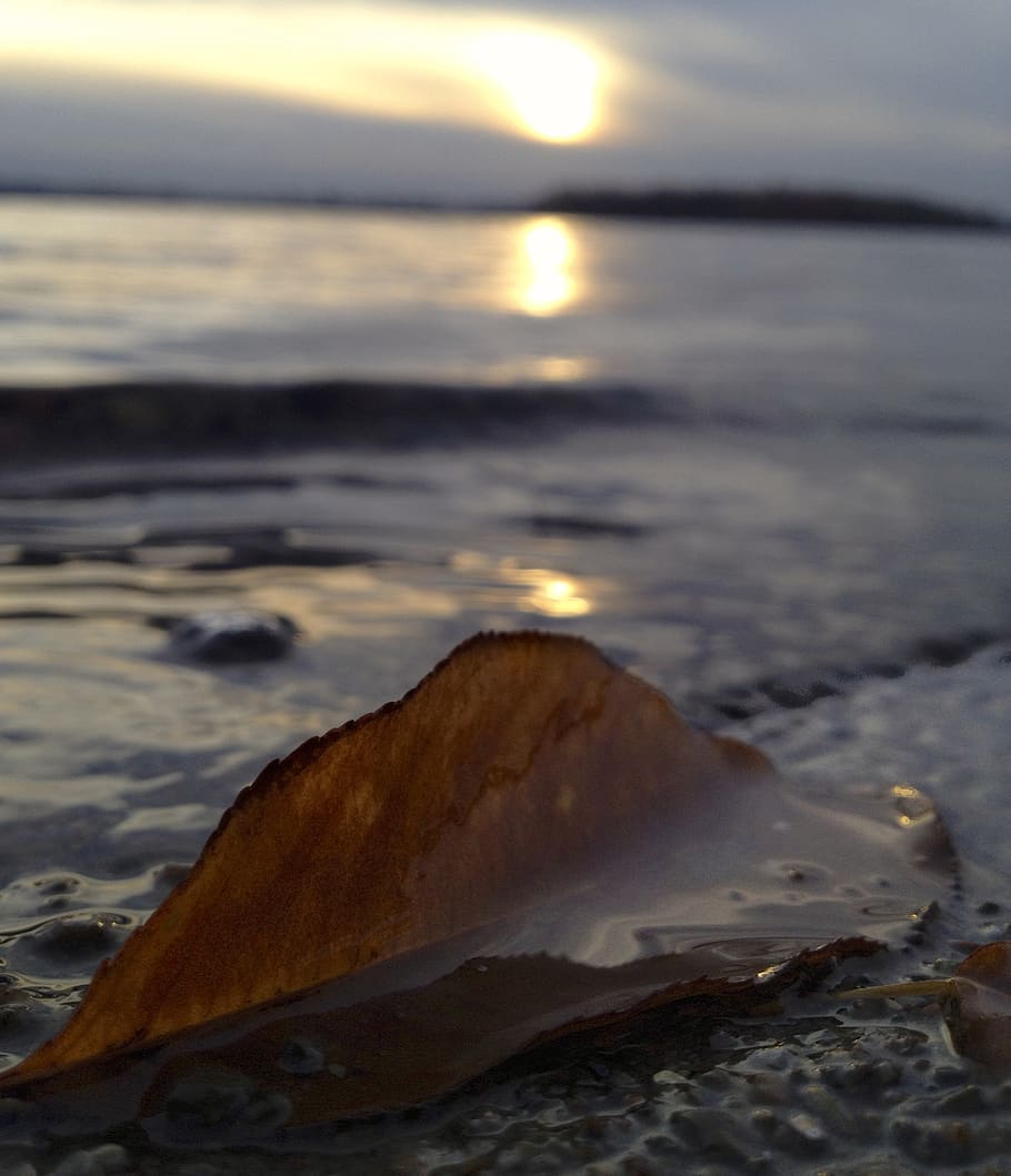 leaf, wave, sunset, reflection, water, fall, shoreline, nature HD wallpaper