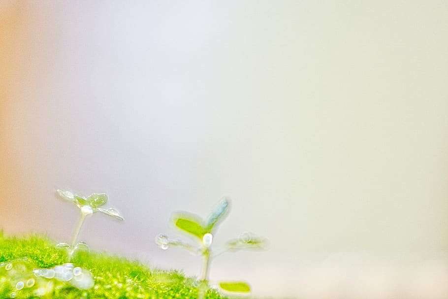 dew, growing, morning, plant, flower, copy space, flowering plant HD wallpaper