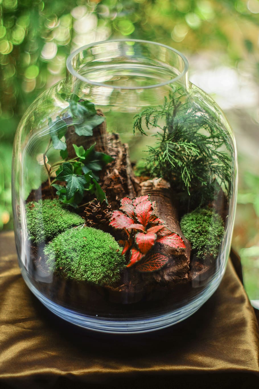 Clear Glass Terrarium Jar With Mossy Plants, environment, glass jar