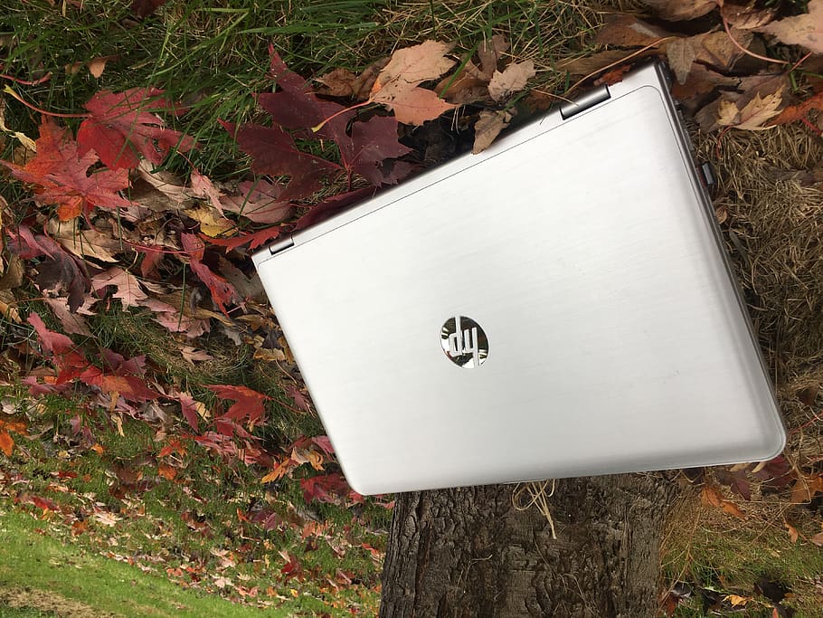 laptop-notebook-leaves-tree.jpg