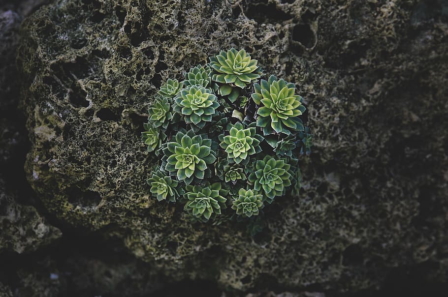 close-up photography of succulent, plant, moss, cactus, soil, HD wallpaper