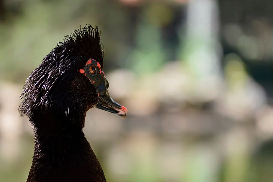 duck, animals, nature, forest, black, bird, vertebrate, animal themes HD wallpaper