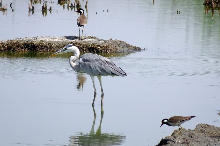 bird, heron, grey heron, ardea cinerea, long-legged, predatory, HD wallpaper