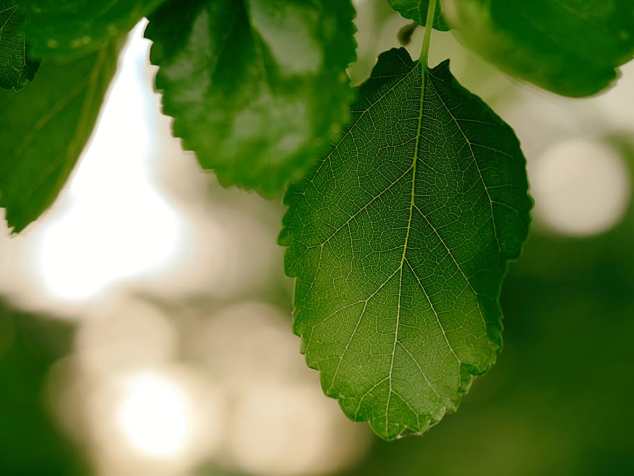 veins, leaf, nature, spring, leaves, tree, morning, summer HD wallpaper