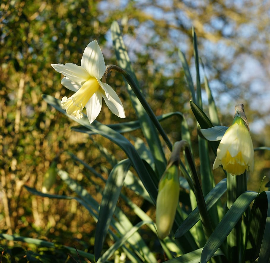 narcissus, daffodil, spring, easter, flower, plant, garden HD wallpaper