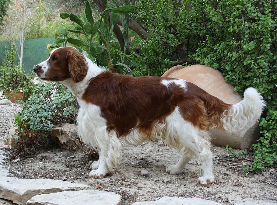 welsh, springer, dog, pet, animal, loyal, friend, pets, domestic HD wallpaper