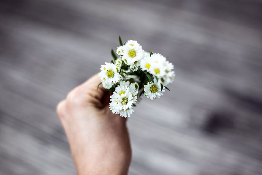 HD wallpaper: person holding white aster flowers, flowering plant ...