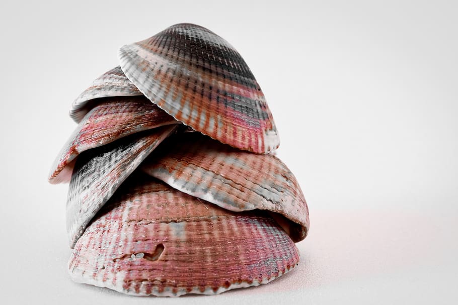 structure, monochrome, texture, nature, form, pattern, mussel shells HD wallpaper