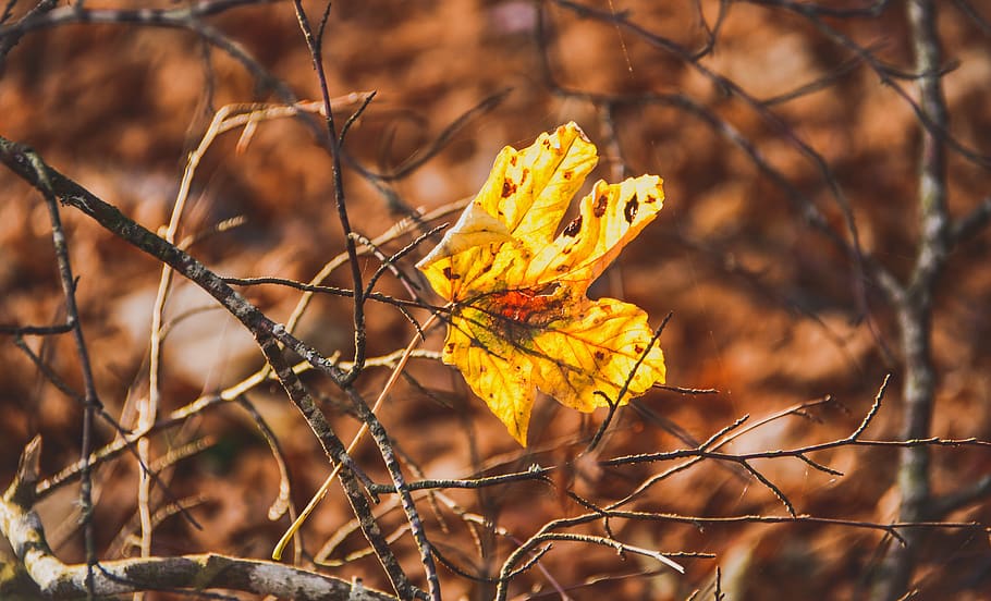 leaf, fall, color, october, yellow, brown, foliage, nature, HD wallpaper