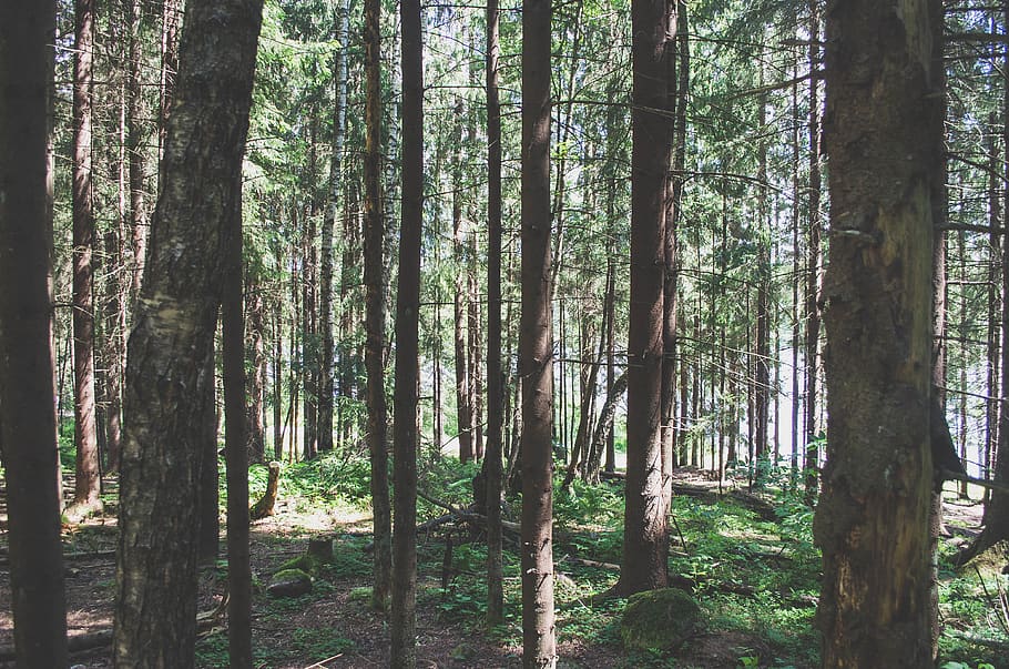 norway, oslo, forest, trees, nature, green, trunk, tree trunk HD wallpaper