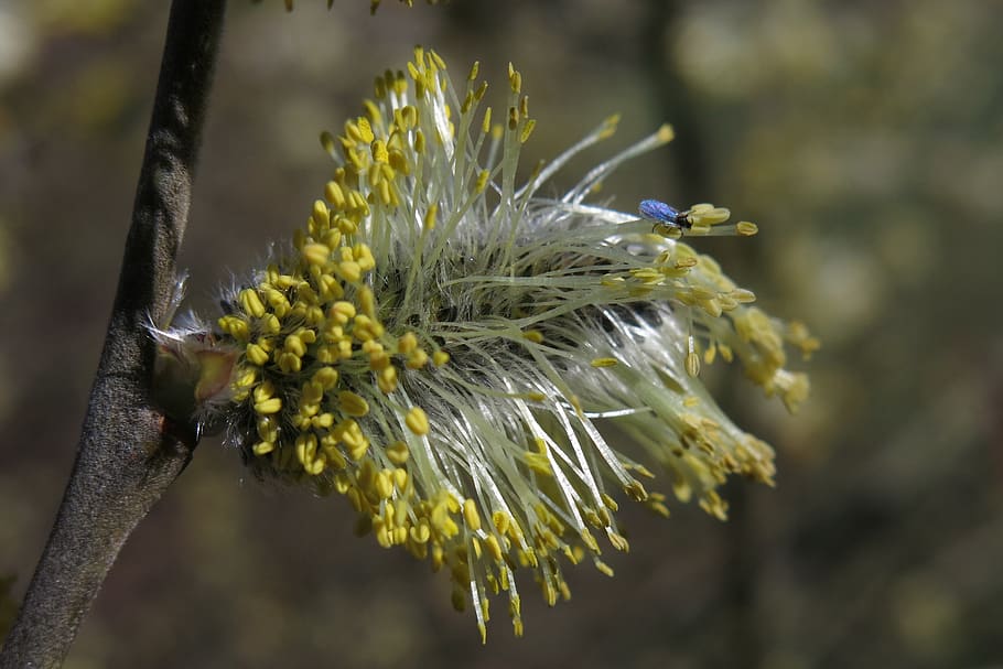 willow catkin, insect, blossom, bloom, spring, plant, nature, HD wallpaper