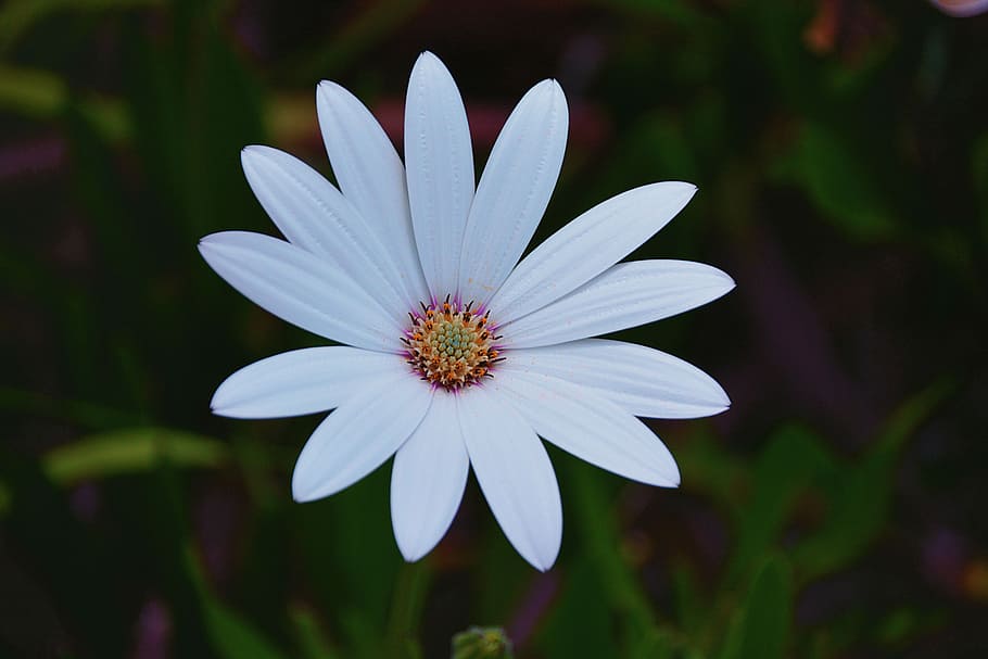 plants, flower, white, green, petals, leaves, garden, bokeh HD wallpaper