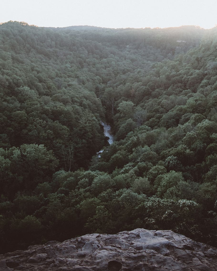 forest, views, hiking, hikes, landscape, aerial, heights, beauty in nature HD wallpaper