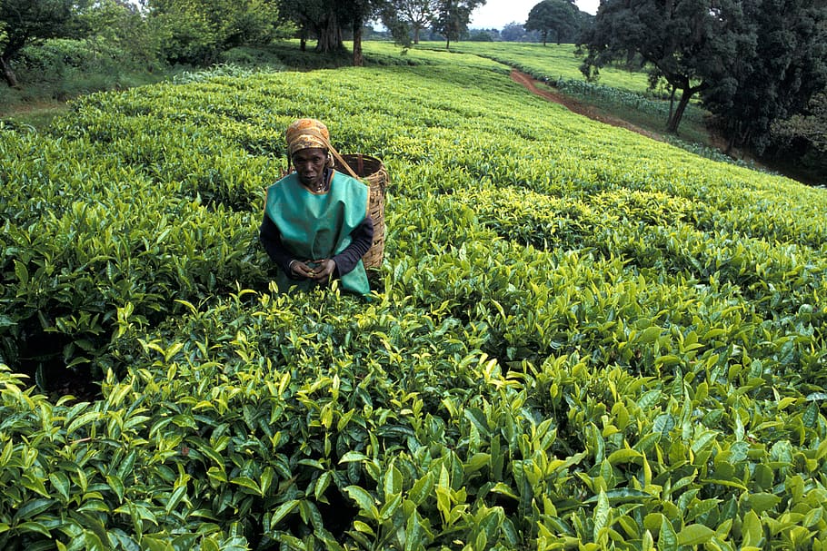 kenya, limuru town., tea, plucker, agriculture, plant, growth