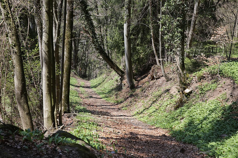 path, tree, plant, vegetation, forest, woodland, trail, ground HD wallpaper