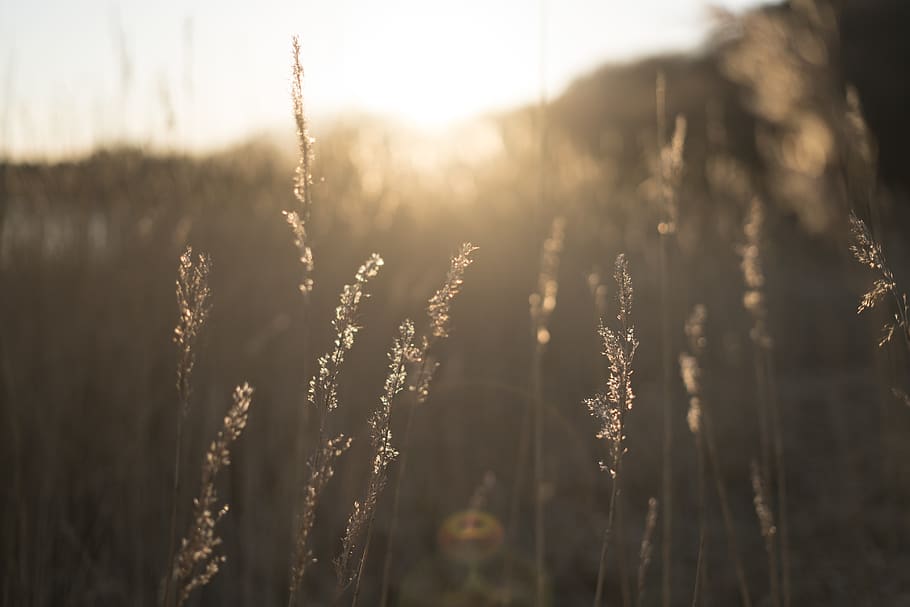norway, bryne, straw, summer, warm, reeds, growth, plant, beauty in nature HD wallpaper