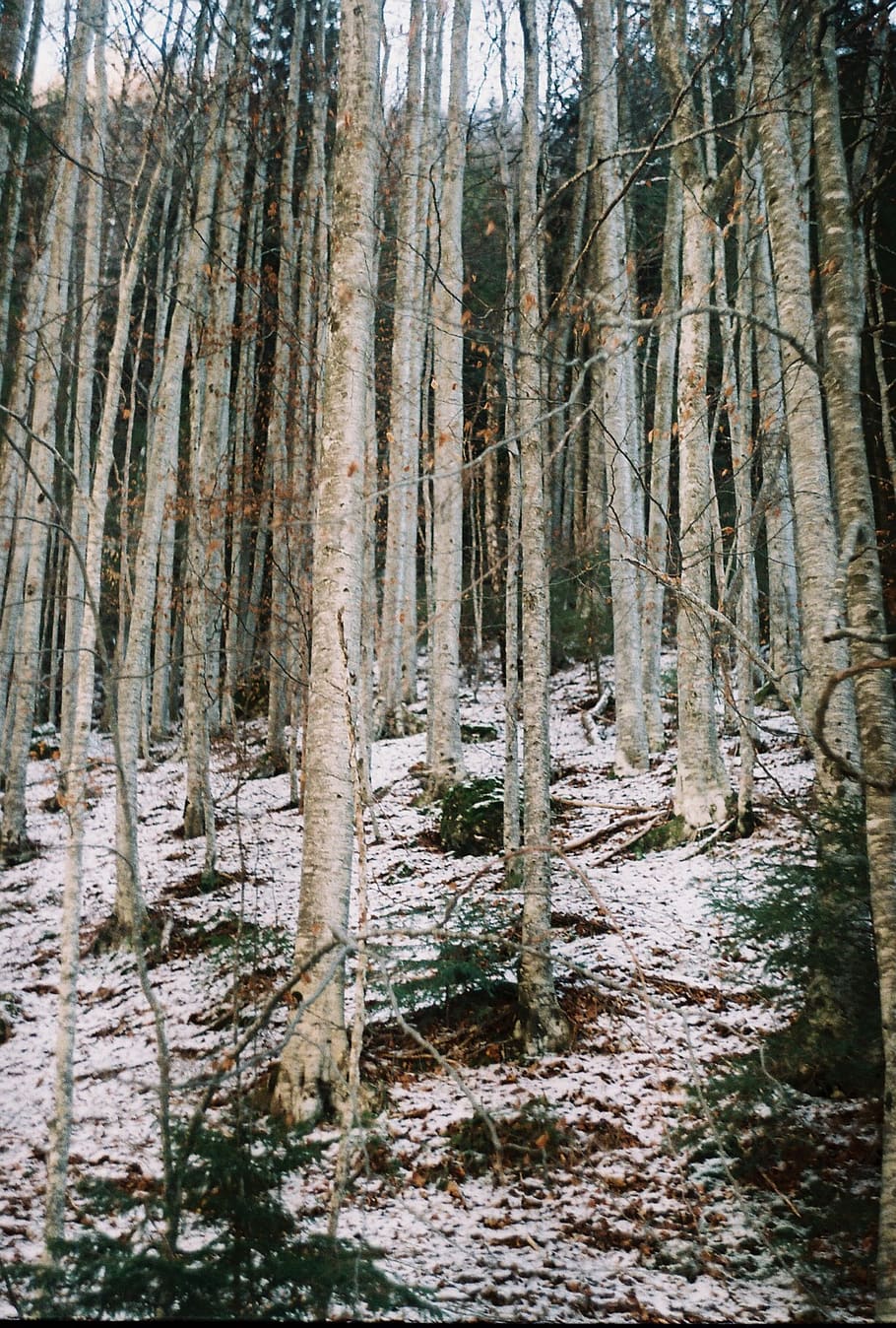 leafless trees, plant, tree trunk, forest, land, tranquility HD wallpaper