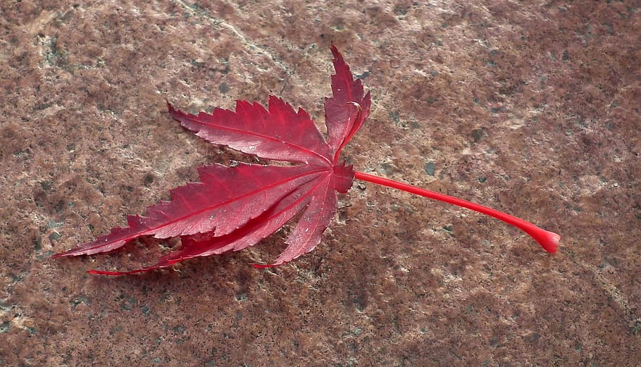 leaf, japanese maple, tree, nature, autumn, colorful, garden HD wallpaper