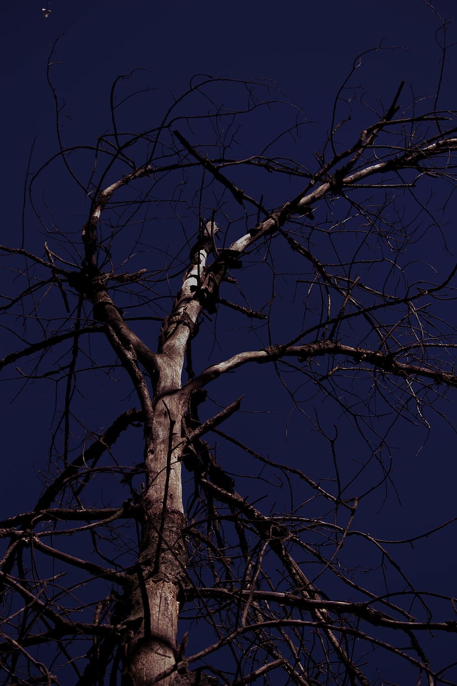 tree, sky, branches, dark, bare tree, low angle view, plant HD wallpaper