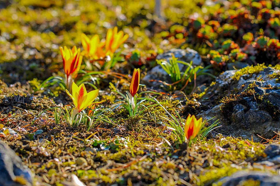 crocus, yellow, spring, nature, early bloomer, harbinger of spring HD wallpaper