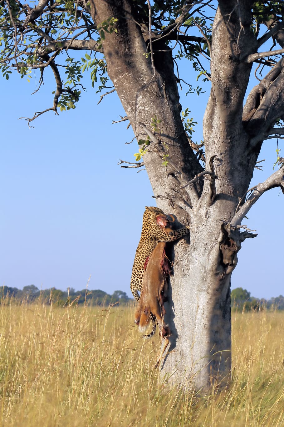 leopard, climbing, tree, carnivore, predator, savannah, plant HD wallpaper