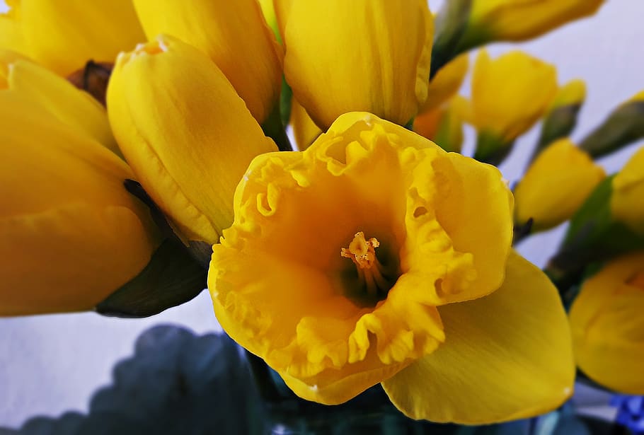 flowers, spring, daffodils, nature, beauty, flowering plant HD wallpaper