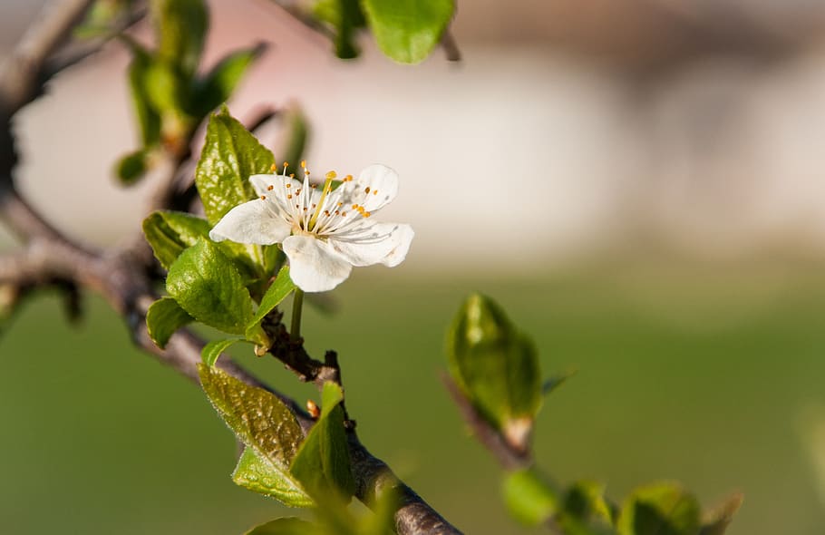 nature, spring, bud, blossom, bloom, plant, branch, close up HD wallpaper