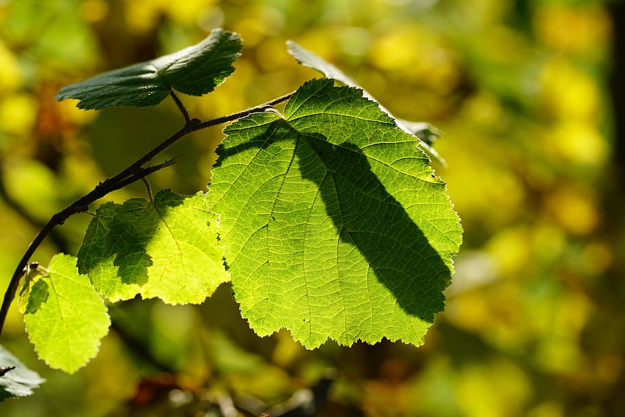 hazelnut leaf, common hazel, corylus avellana, birch greenhouse HD wallpaper
