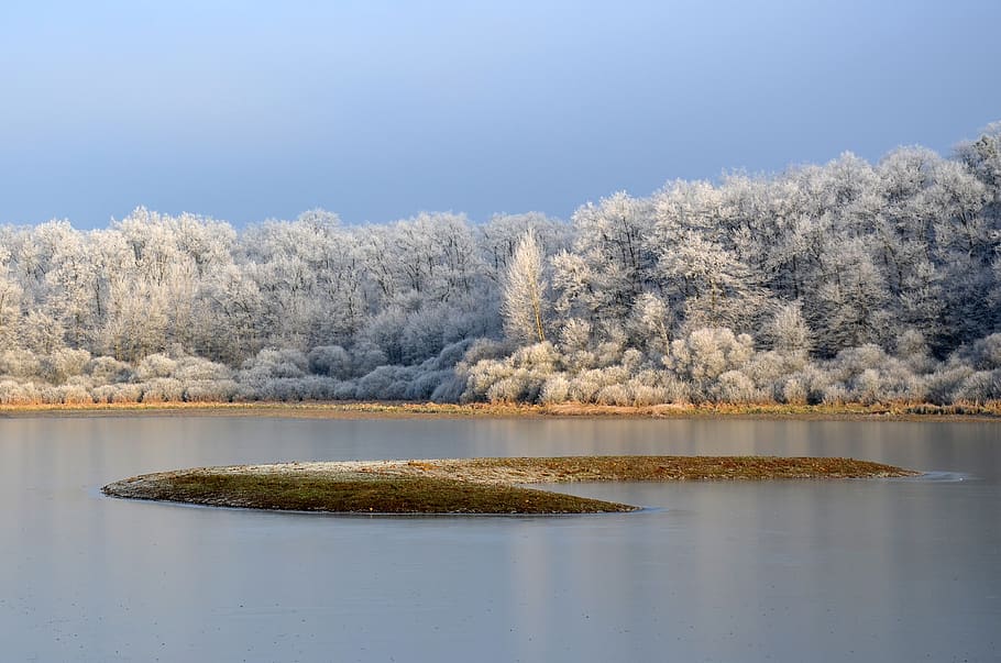 frost, pond, winter, cold, nature, frozen, water, gel, plants HD wallpaper