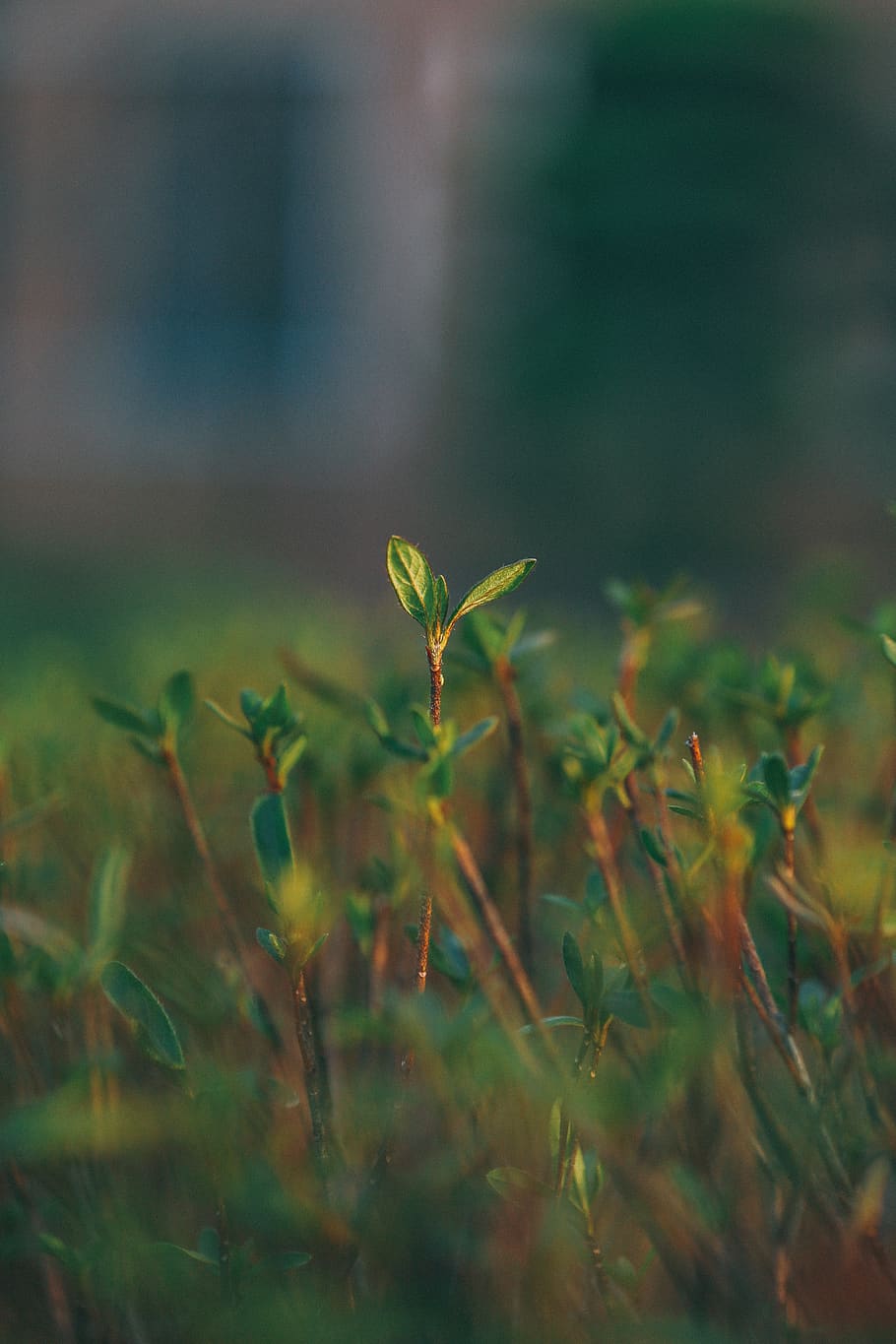 trees, nature, green, plant, growth, field, green color, selective focus HD wallpaper