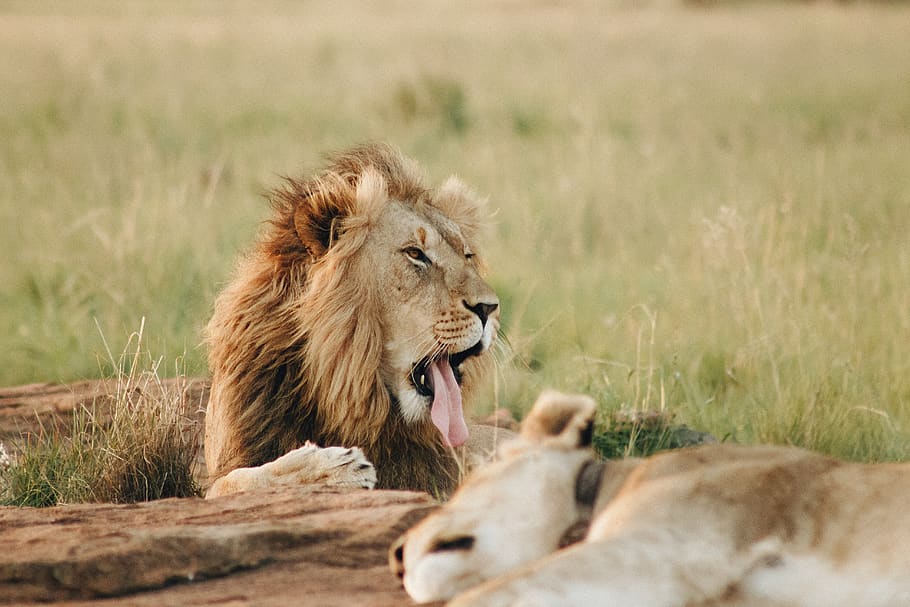 lion lying on grass field, wildlife, animal, mammal, cat, lioness HD wallpaper
