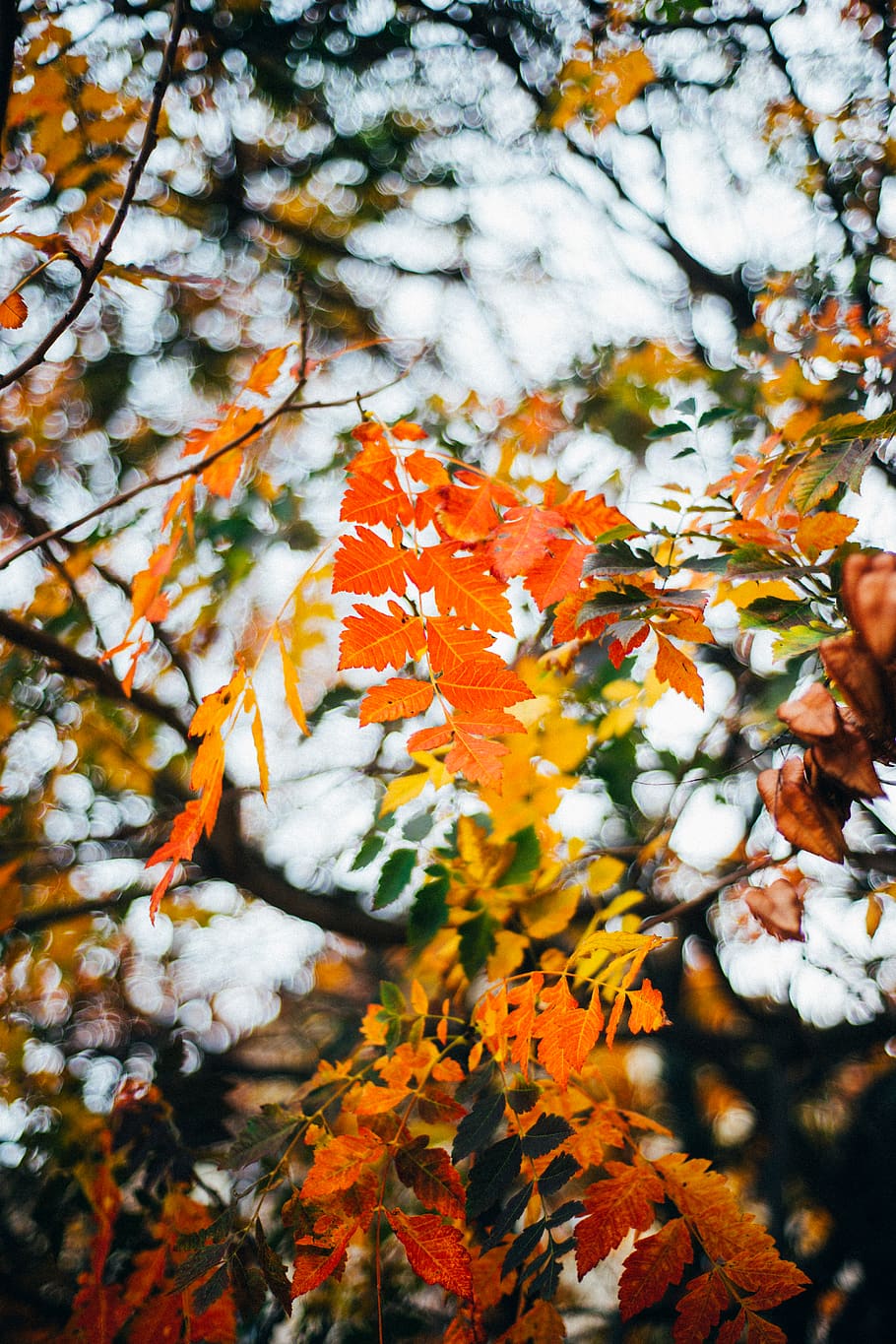 HD wallpaper: spain, pamplona, trees, leaves, orange, fall, red, macro ...