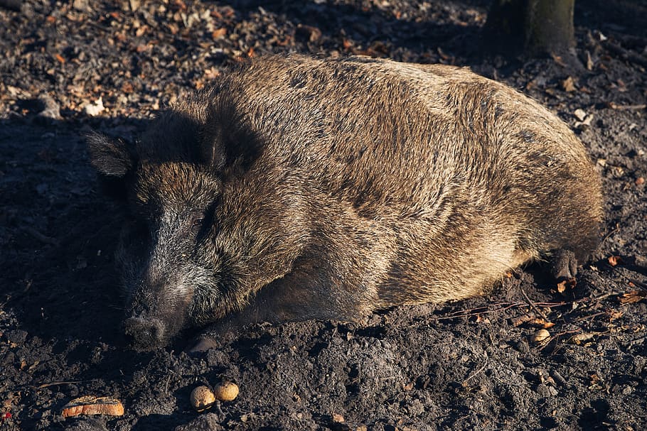 brown wild boar, hog, animal, pig, mammal, wildlife, bear, ground HD wallpaper