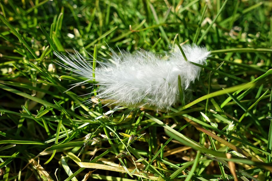 down feather, plumage, bird, white down, white feather, soft, HD wallpaper