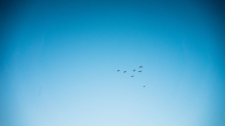 bird, sky, dusk, flying, animals in the wild, blue, animal themes HD wallpaper