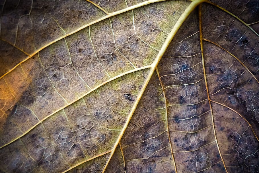 leaf, structure, nature, pattern, plant, mood, leaves, fall foliage HD wallpaper