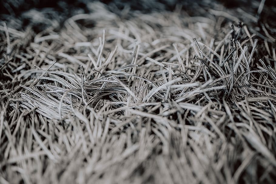 Grey rug texture closeup, carpet, selective focus, close-up, plant HD wallpaper